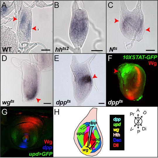 JAK/STAT PATHWAY IN DROSOPHILA 2727 antennal discs when N signaling is reduced, thus ruling out the hypothesis that N regulates upd in these tissues (Fig. 6C, arrowheads, and data not shown).