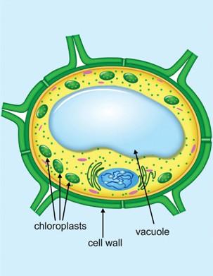 Plant cells are different from animal cells. So far, you have learned about the similarities in all eukaryotic cells.