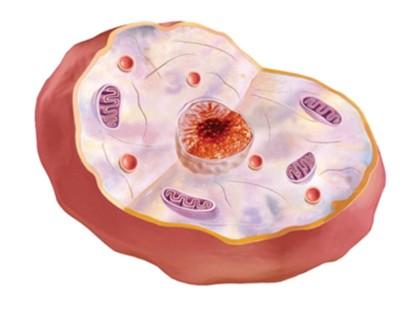 What Do You Know? Study the image below. Does it show a plant or an animal cell? Write your answer on the line above the cell. Then, label each of these organelles in the diagram.