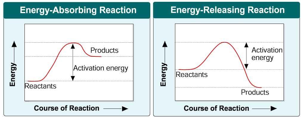 2 4 Chemical Reactions and Enzymes Energy in Reactions Identify and label the graphs representing an endergonic vs. exergonic reaction. The energy available for a reaction (y-axis) is energy (heat).