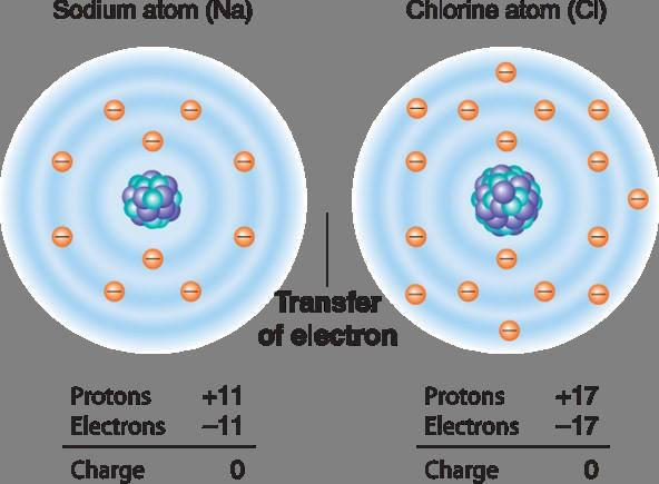 2-1 The Nature of Matter Sodium atom (Na) Sodium ion (Na+) Ionic Bonds Chlorine atom (Cl) Chloride ion (Cl-) How many electrons are found in a neutral sodium atom? How many in chlorine?