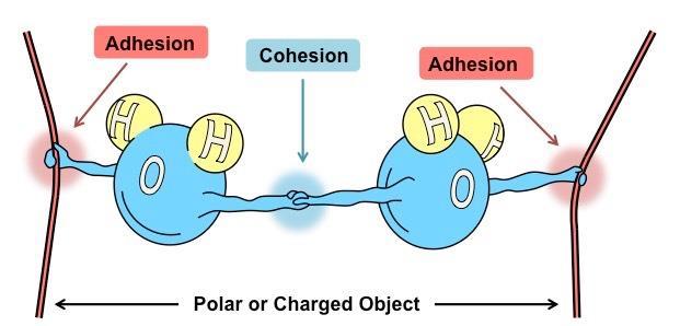 PROPERTIES OF WATER Cohesion is an attraction between molecules of the same substance due to hydrogen bonding.