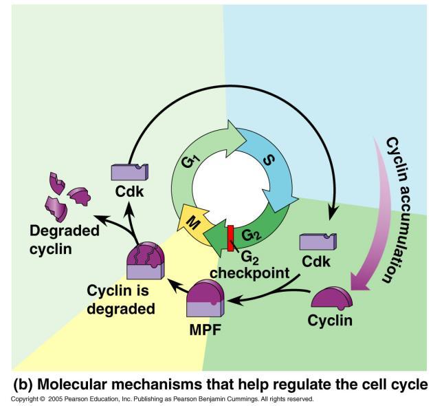 The cell cycle has specific checkpoints where the cell cycle stops until a go-ahead signal is received; both internal and external signals control these checkpoints via signal transduction pathways