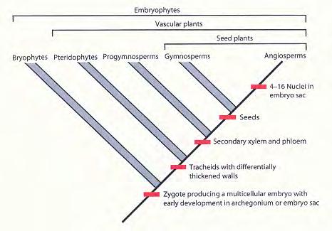 EMBRYOPHYTES, the LAND PLANTS BRYOPHYTES, non- (or proto-) vascular (liverworts, hornworts, mosses) TRACHEOPHYTES = vascular LYCOPHYTES (club mosses) =