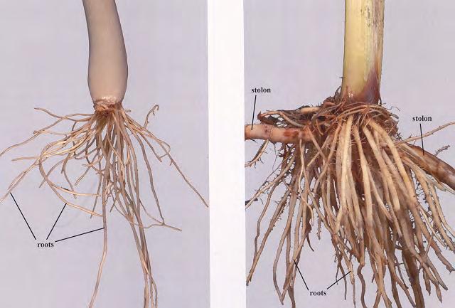 ROOT forms fibrous roots vs.