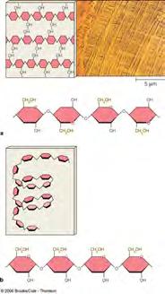 They are sugars and polymers of sugars that serve as energy storage molecules and as structural