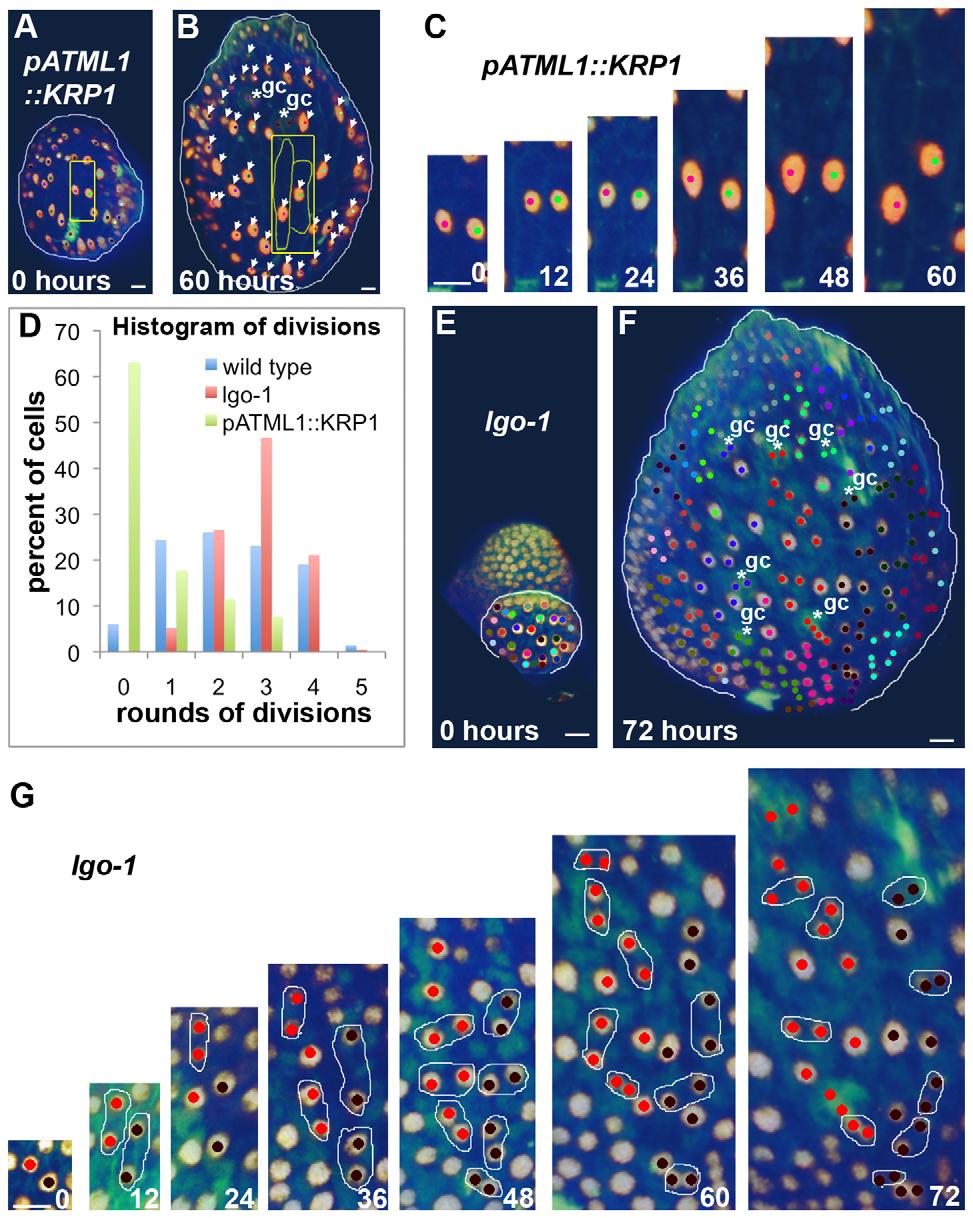 Sepal Patterning by Variability in Cell Division Figure 5. Cell cycle inhibitors promote early entry into endoreduplication.