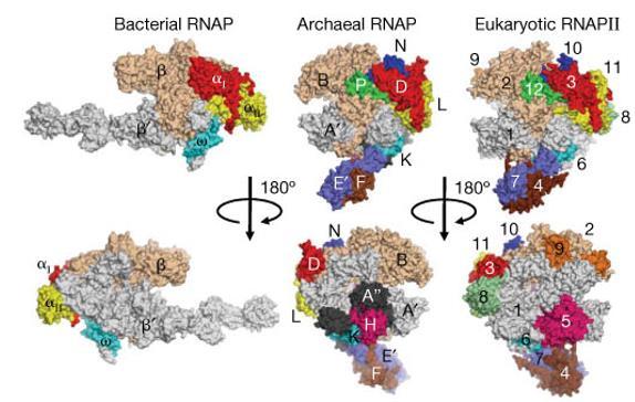 - Study done to determine the structure of RNAP - RNAP is the central enzyme for gene expression - Proteins were purified and extracted using centrifugation - Sitting drop method was used for