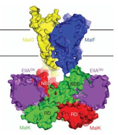 - XRC of the maltose transporter - Essentially shows how the central regulatory EIIA inhibits maltose uptake in E.