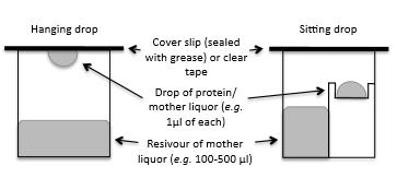 - Vapour diffusion is the most common method of initiating protein crystallization - This method consists of two sub-methods, hanging drop and sitting drop - The water from the protein droplet will