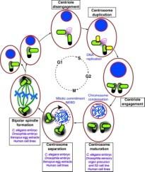 (3) Centrosome cycle Both of the above cycles require that the centrosome can be inherited reliably and duplicated precisely in order to form two poles of the mitotic spindle; thus, centrosome cycle