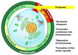 gametes to produce a diploid zygote. Mitotic divisions of the zygote and daughter cells are then responsible for the subsequent growth and development of the organism.