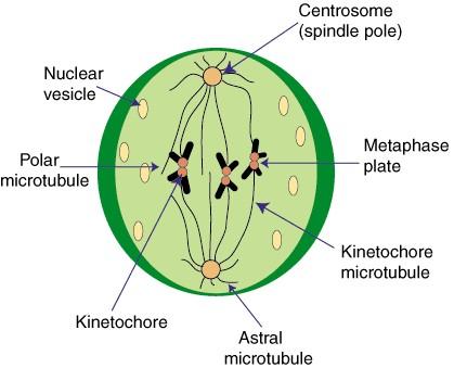 bind to a kinetochore structure on each side of the centromere. The chromosomes continue to condense. iii.