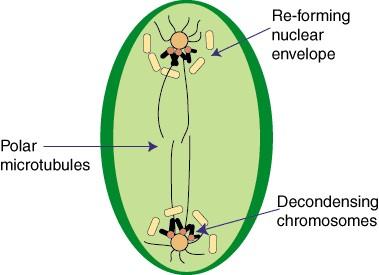 chromosomes. All of the newly separated chromosomes move at the speed, typically about 1mm per minute.