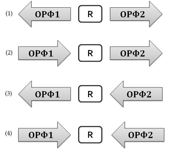 20 Razvoj nove metode,,stop - start", u zavisnosti da li se ORF nalazi na kodirajuem, ili nekodirajuem lancu).