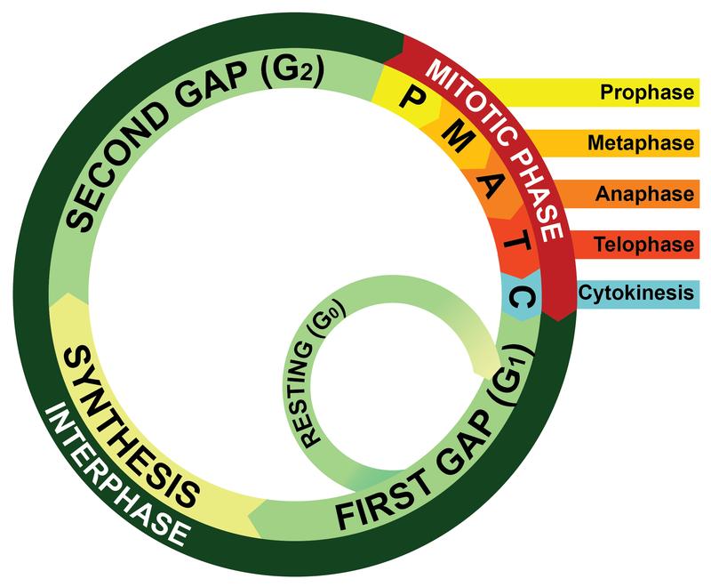 FIGURE 5.3 Eukaryotic Cell Cycle. This diagram represents the cell cycle in eukaryotes. The First Gap, Synthesis, and Second Gap phases make up interphase (I).