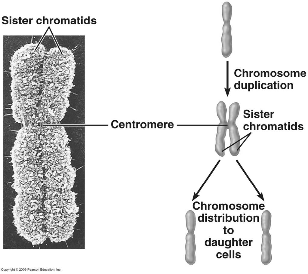 Sister chromatids