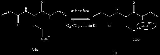 at the left "L amino acid ". 2- if the β carbon was branched, how do we name the other carbons? Choose the longest chain bound toβ carbon and name them γ,ᵟ, etc, and the shorter chain don't name it.