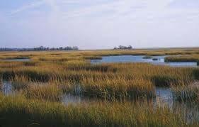 Winter climate is an important driver of salt marsh-mangrove