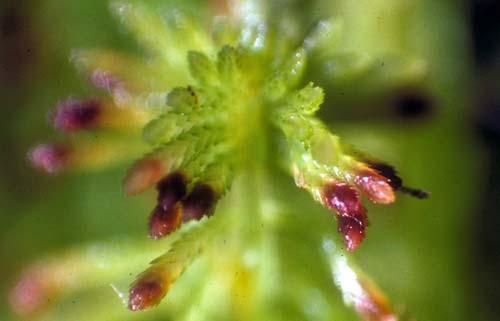 4-3-4 Chapter 4-3: Adaptive Strategies: Phenology, A Sphagnum Case Study bryophytes, archegonial development begins somewhat later in Haute-Normandie, in September, requiring about one month for