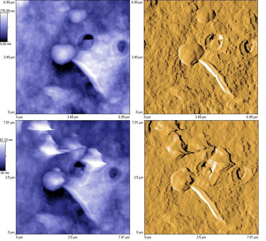 Particle Particle Fractured particle Fig. 2. Cryo-fractured polymer film area 3, 7 μm 7 μm AFM topographic and tip deflection images before (top row) and after (bottom row) nano-ta.