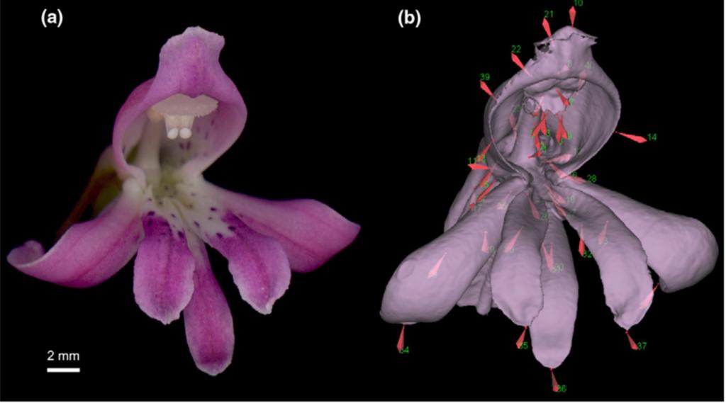 3D Morphometrics of Orchids (from http://www.