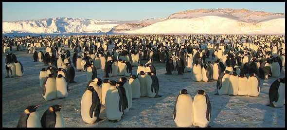 Where does one look for penguins? Antarctica: very little background, penguin is dominant.