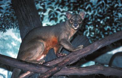 As a result, unique species of plants and animals evolved on Madagascar. These species, such as the fossa (below), are found nowhere else on Earth.