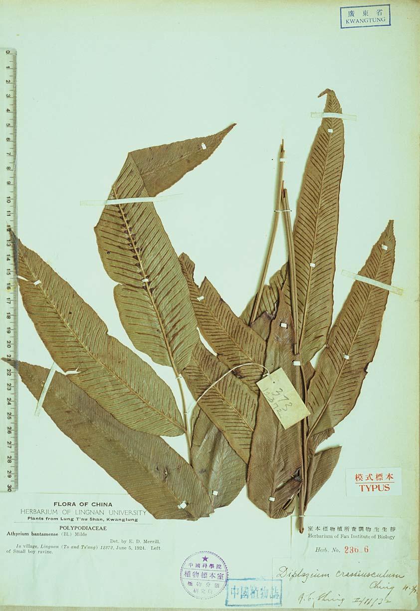 290 TAIWANIA Vol. 51, No. 4 Fig. 3. Paratype of Diplazium crassiusculum Ching.
