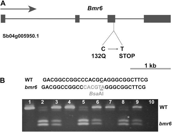 Cloning and subsequent molecular analysis confirmed identity as bmr6. Results: bmr6 plants display reduced lignin content, relatively little effect on overall plant fitness.