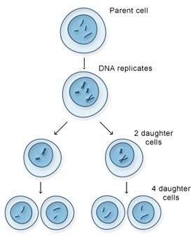Introduction As we saw in pack EBS14: Introduction to genetics, meiosis is the process by which cells in sex organs divide to create sperm and eggs.