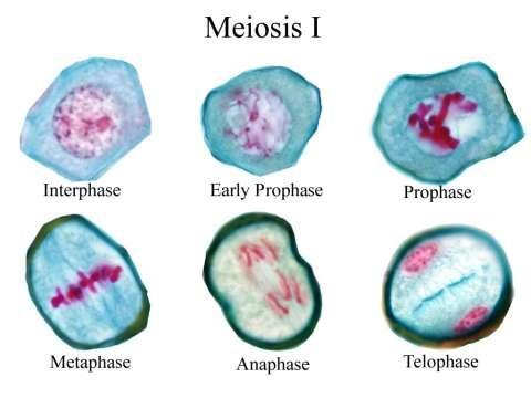 This is the end of Meiosis I. There are now two, new cells, and each contains significantly different genetic material as a result of the crossing over and random alignment.