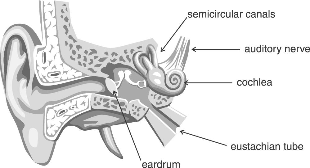 : Use the diagram below to answer question 28. 28. Which part of the ear vibrates first when sound waves hit it so that the sound can be heard? A. cochlea B. eardrum C.
