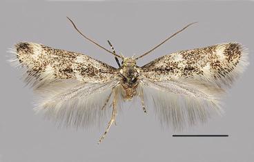 , holotype, male. 6. E.