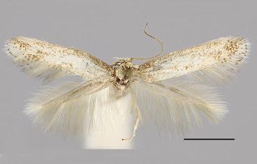 , holotype, male. 7. E.