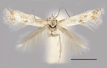 , holotype, male. 8. E.