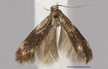 n., holotype, male. 10. E.