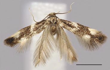, holotype, male. 11. E.