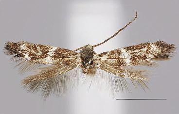 , holotype, male. 12. E.