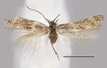 Adults of Elachista spp. 17. E. diodia Kaila, sp.