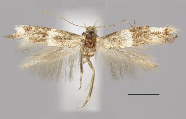 , holotype, male. 22. E.