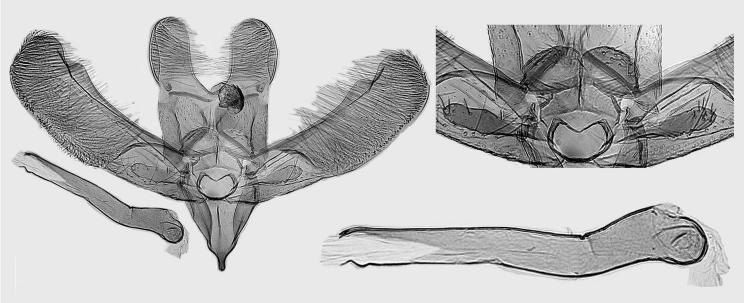 n., holotype, L. Kaila prep. 5370. 26. E.