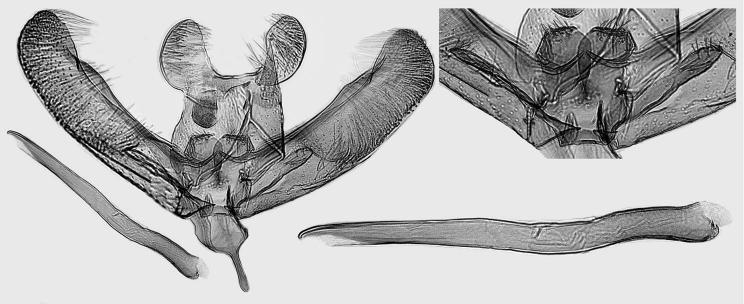27. E. narynella Kaila, sp. n., holotype, L. Kaila prep.