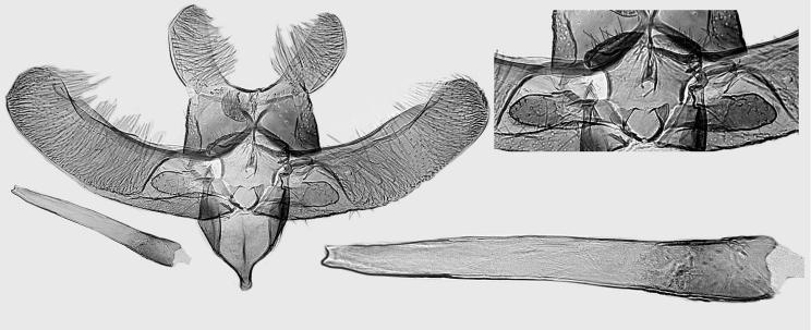 n., holotype, L. Kaila prep. 5675. 29. E.