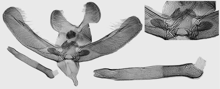 4998. 30. E. ipirosella Kaila, sp. n., holotype, L.