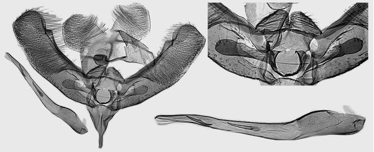 achista spp. 37. E. gravasta Kaila, sp. n., holotype, L.