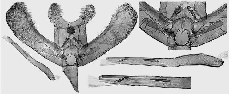 , holotype, L. Kaila prep. 3342. 39. E. epemba Kaila, sp.