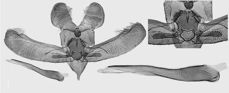 n., holotype, L. Kaila prep. 4885. 41. E.