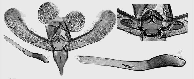 , holotype, L. Kaila prep. 418. 45. E. tephrina Kaila, sp.
