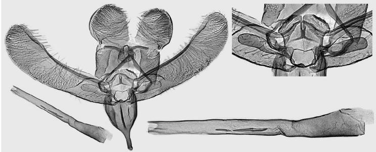 n., holotype, L. Kaila prep. 2089. 47. E.